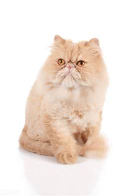 波斯猫的蓝色眼睛与耳聋之谜，三花猫的性别秘密和猫咪的肚子语言