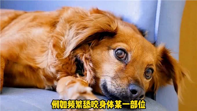 狗狗的这些行为实在告诉你它现在很痛苦—宠物知识