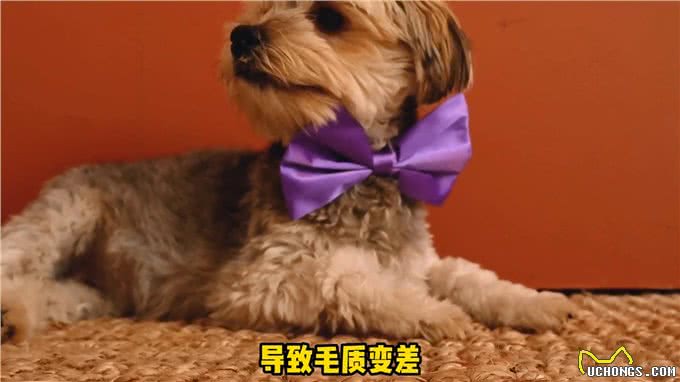 狗狗的这些行为实在告诉你它现在很痛苦—宠物知识