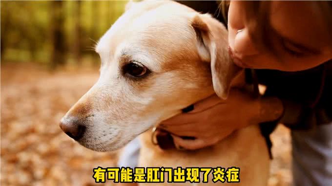 狗狗的这些行为实在告诉你它现在很痛苦—宠物知识