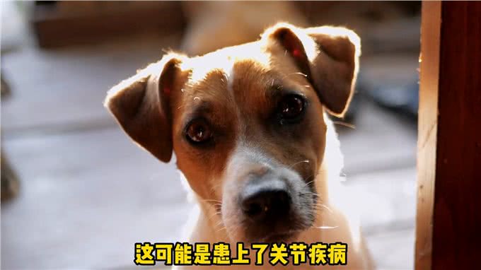 狗狗的这些行为实在告诉你它现在很痛苦—宠物知识