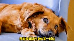 狗狗的这些行为实在告诉你它现在很痛苦—宠物知识
