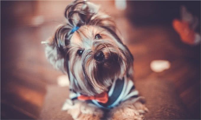 狗狗打疫苗很重要,但有这些情况不要打