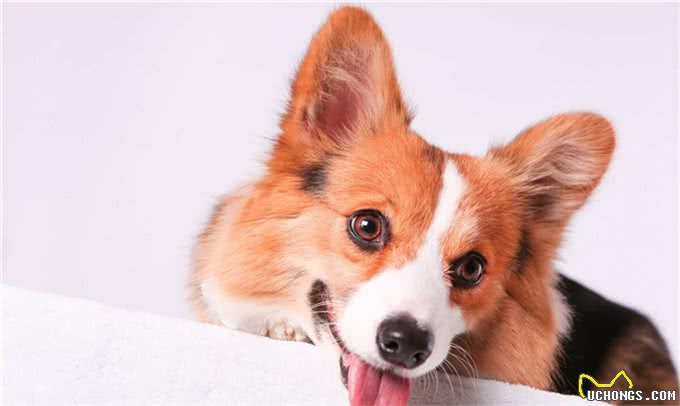 狗狗打疫苗很重要,但有这些情况不要打