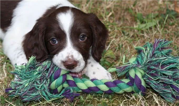 狗狗打疫苗很重要,但有这些情况不要打