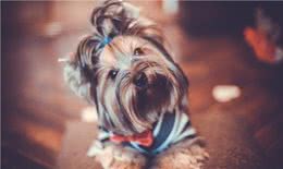 狗狗打疫苗很重要，但有这些情况不要打