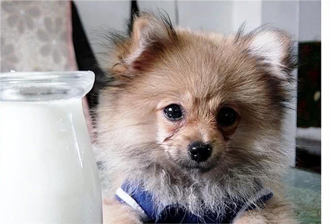 狗能喝奶粉吗?知识小分享