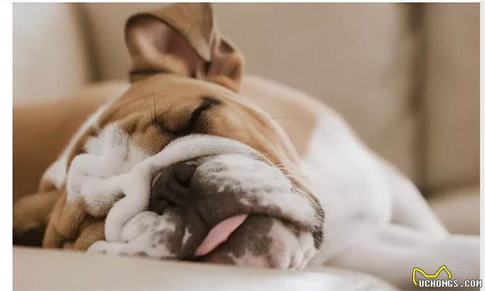 狗能喝奶粉吗?知识小分享