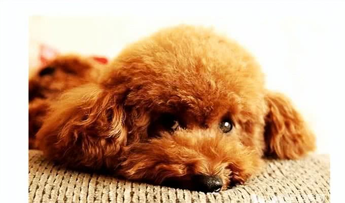 狗能喝奶粉吗?知识小分享