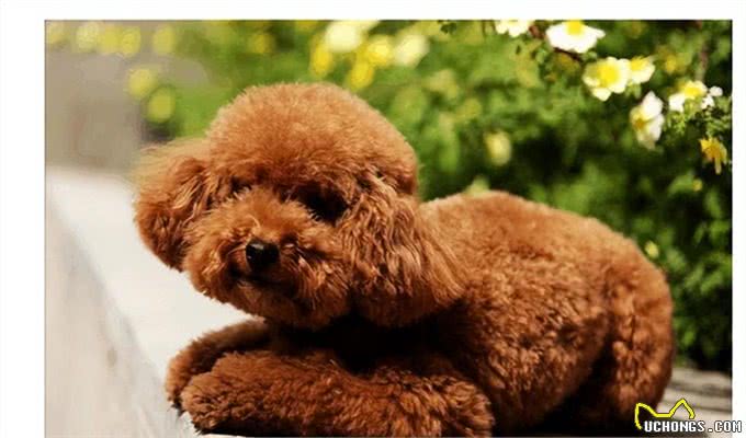 狗能喝奶粉吗?知识小分享