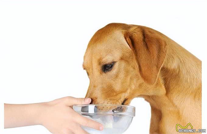 狗能喝奶粉吗?知识小分享