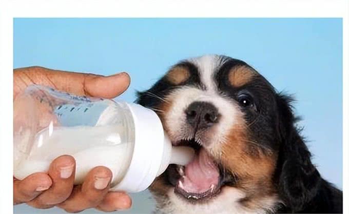 狗能喝奶粉吗?知识小分享