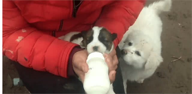 狗能喝奶粉吗?知识小分享