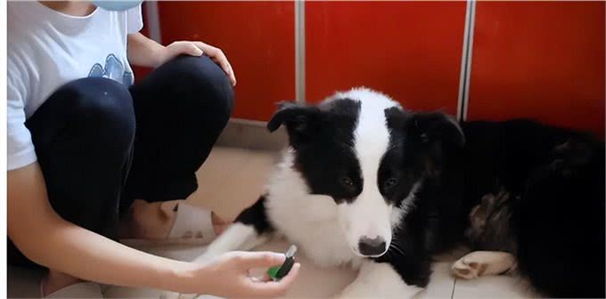 狗能喝奶粉吗?知识小分享