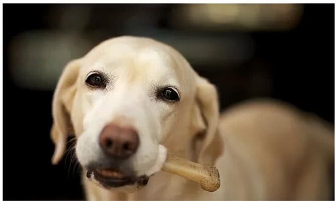 狗能喝奶粉吗?知识小分享