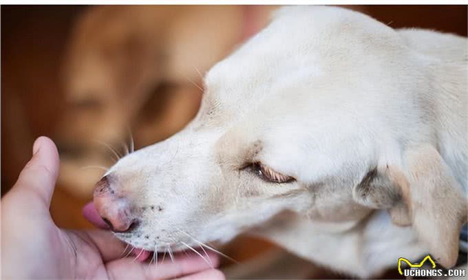狗能喝奶粉吗?知识小分享