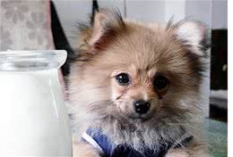 狗能喝奶粉吗?知识小分享