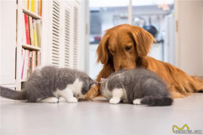 猫狗一起养要注意哪些?