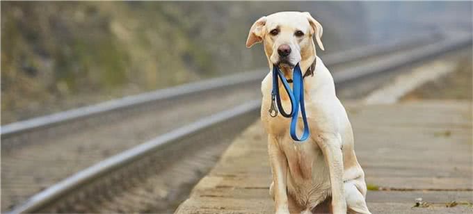 狗狗走失不用慌，多种方法助你寻