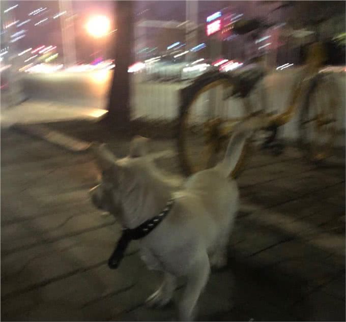 狗狗走失不用慌，多种方法助你寻