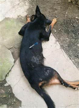 狗狗走失不用慌，多种方法助你寻