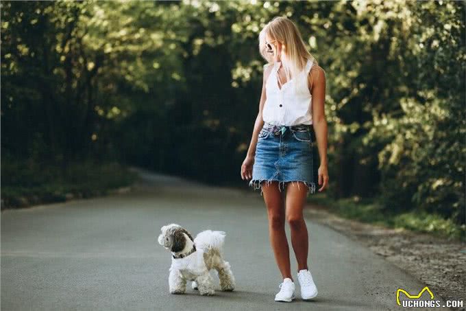 养狗后家里都是狗毛?怎么解决家里的狗狗掉毛严重的问题