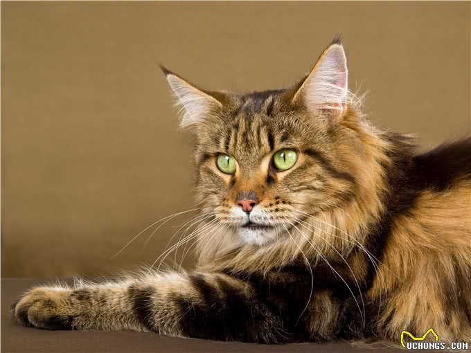 每天带你了解一种猫—缅因猫