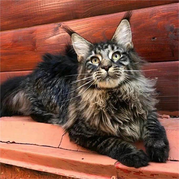 每天带你了解一种猫—缅因猫