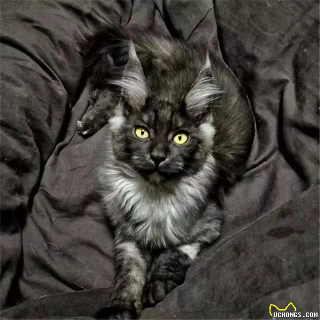 每天带你了解一种猫—缅因猫