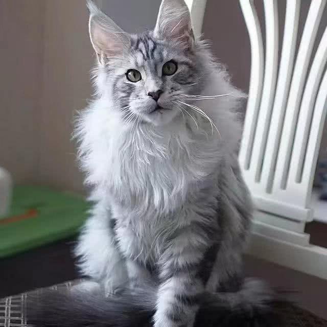 每天带你了解一种猫—缅因猫