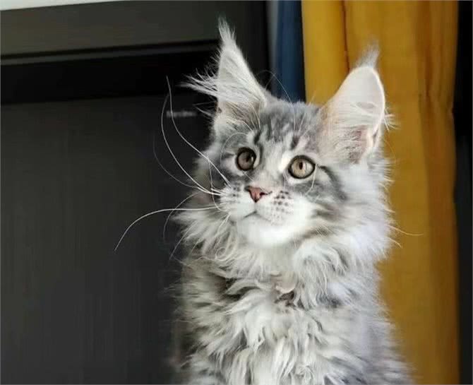 每天带你了解一种猫—缅因猫