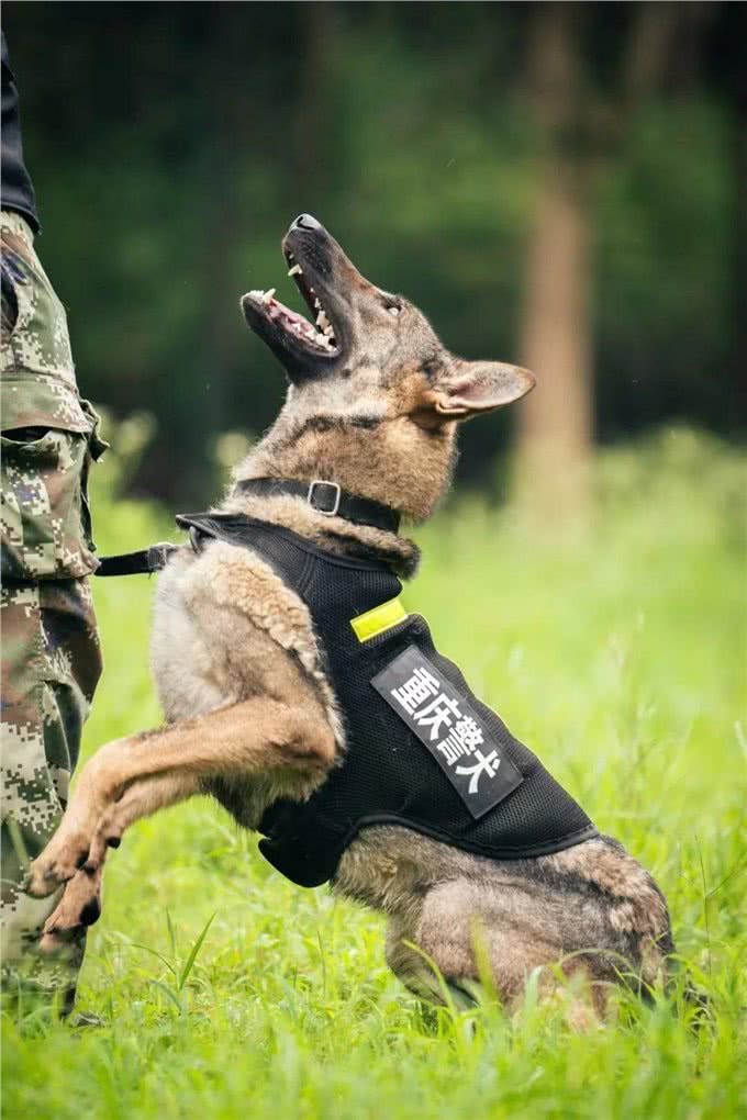 国产六边形战士—昆明犬