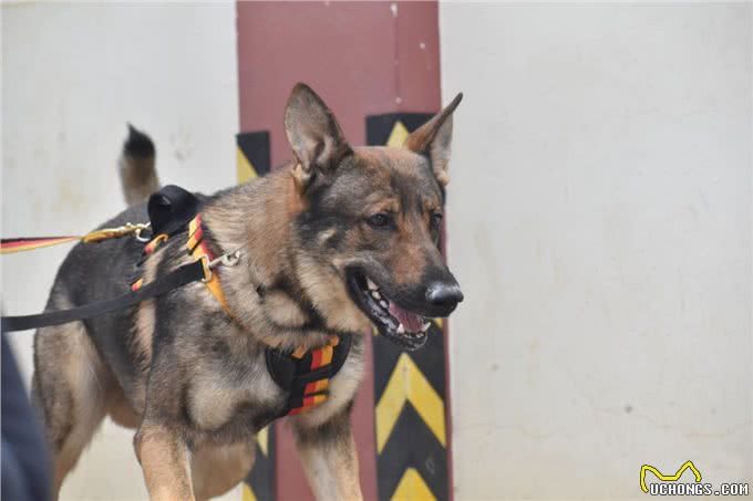 国产六边形战士—昆明犬