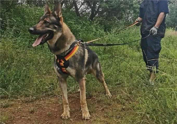 国产六边形战士—昆明犬