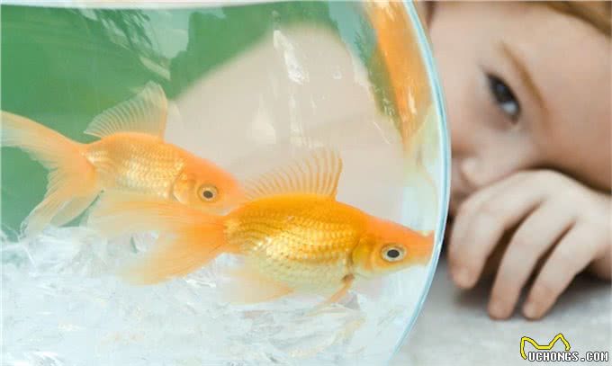 长假宅家，给孩子养什么小动物省心省力?推荐这几种，优缺点分析