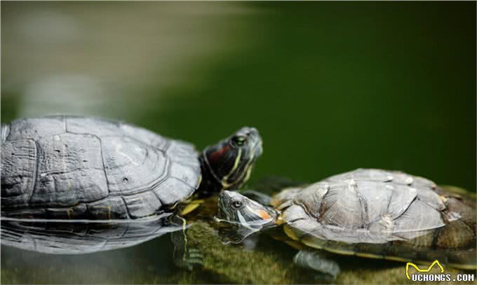 长假宅家，给孩子养什么小动物省心省力?推荐这几种，优缺点分析