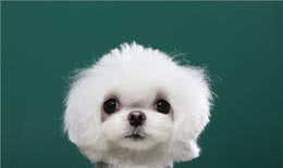 长假宅家，给孩子养什么小动物省心省力?推荐这几种，优缺点分析