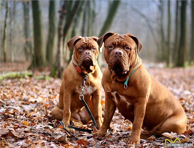 身高近1米!这些大型犬都是天花板级的存在（上）