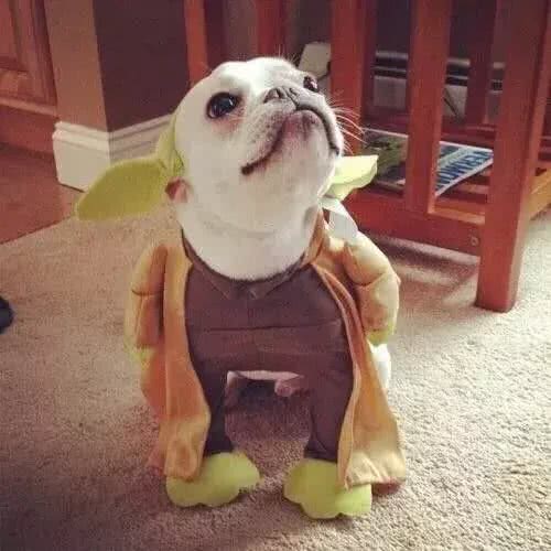 别让斗牛犬的皮屑,陪你过夜~