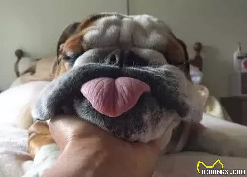 别让斗牛犬的皮屑,陪你过夜~