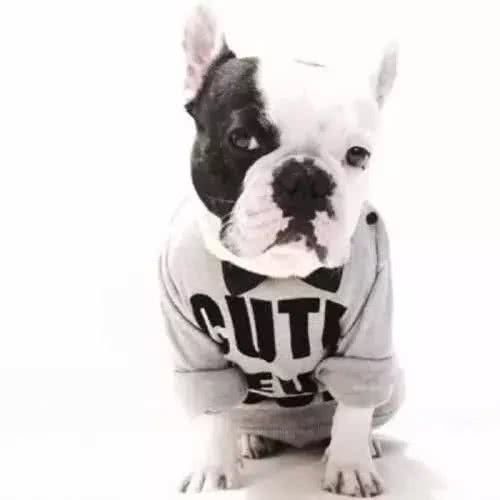 别让斗牛犬的皮屑,陪你过夜~