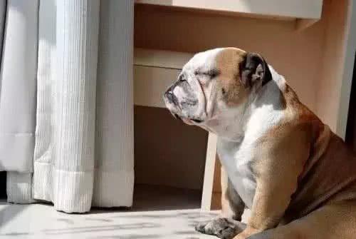 别让斗牛犬的皮屑,陪你过夜~