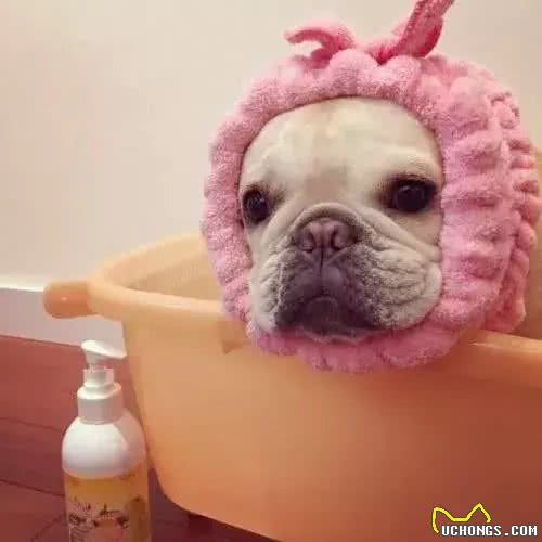 别让斗牛犬的皮屑,陪你过夜~