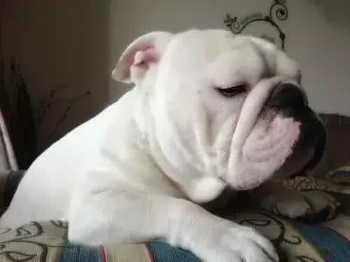 别让斗牛犬的皮屑,陪你过夜~