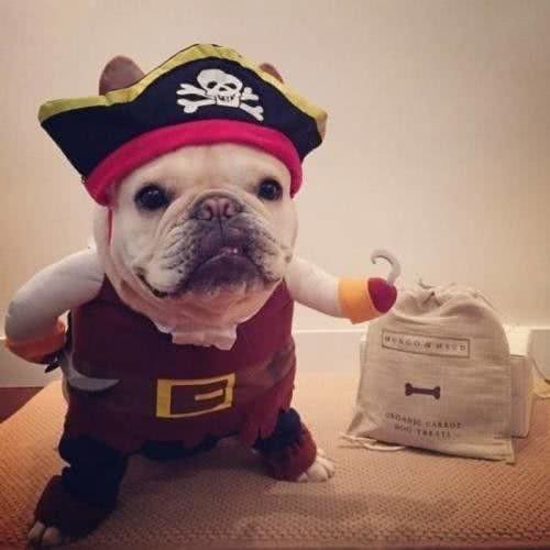 别让斗牛犬的皮屑,陪你过夜~