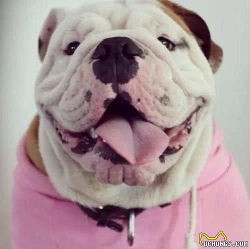 别让斗牛犬的皮屑,陪你过夜~