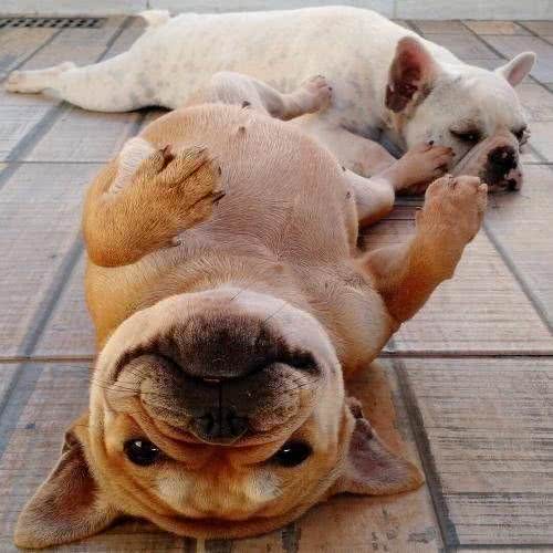 别让斗牛犬的皮屑,陪你过夜~