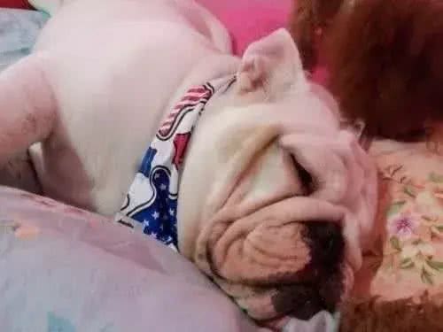 别让斗牛犬的皮屑,陪你过夜~