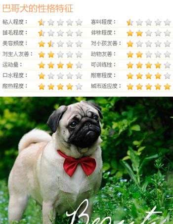 隐藏的贵族细数身边五大中华名犬
