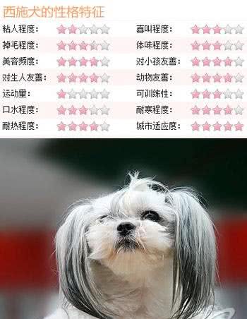 隐藏的贵族细数身边五大中华名犬